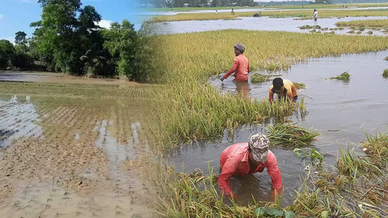 বন্যার ছোবলে সংকটে কৃষিনির্ভর অর্থনীতি