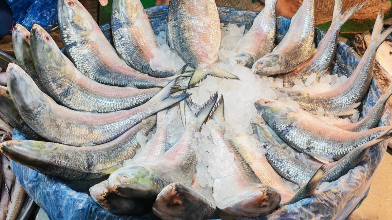 ভরা মৌসুমেও দেখা মিলছে না কাঙ্ক্ষিত ইলিশের
