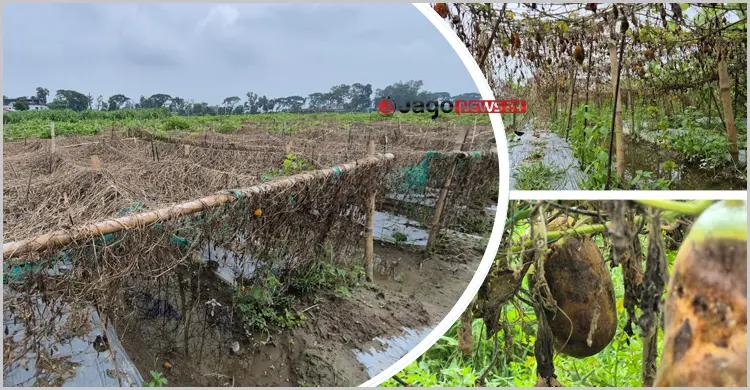 কৃষক মেরে ভোক্তার পেটে হাত