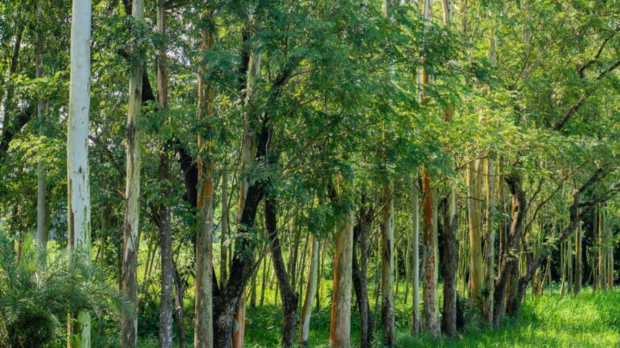 ইউক্যালিপটাস: তৃষ্ণার্ত বৃক্ষের করাল গ্রাসে বিপন্ন প্রকৃতি