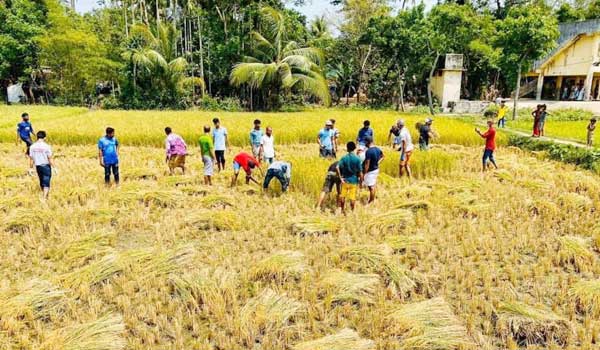 লক্ষ্মীপুরে কৃষকের ধান কেটে ঘরে তুলে দিলো ছাত্রলীগ