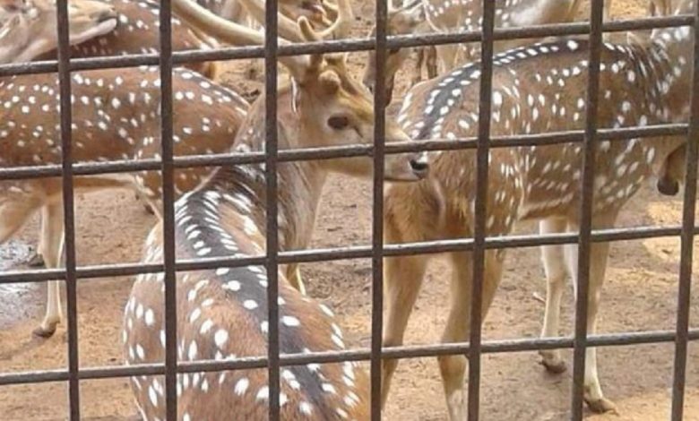 আজ বন্যপ্রাণী দিবস