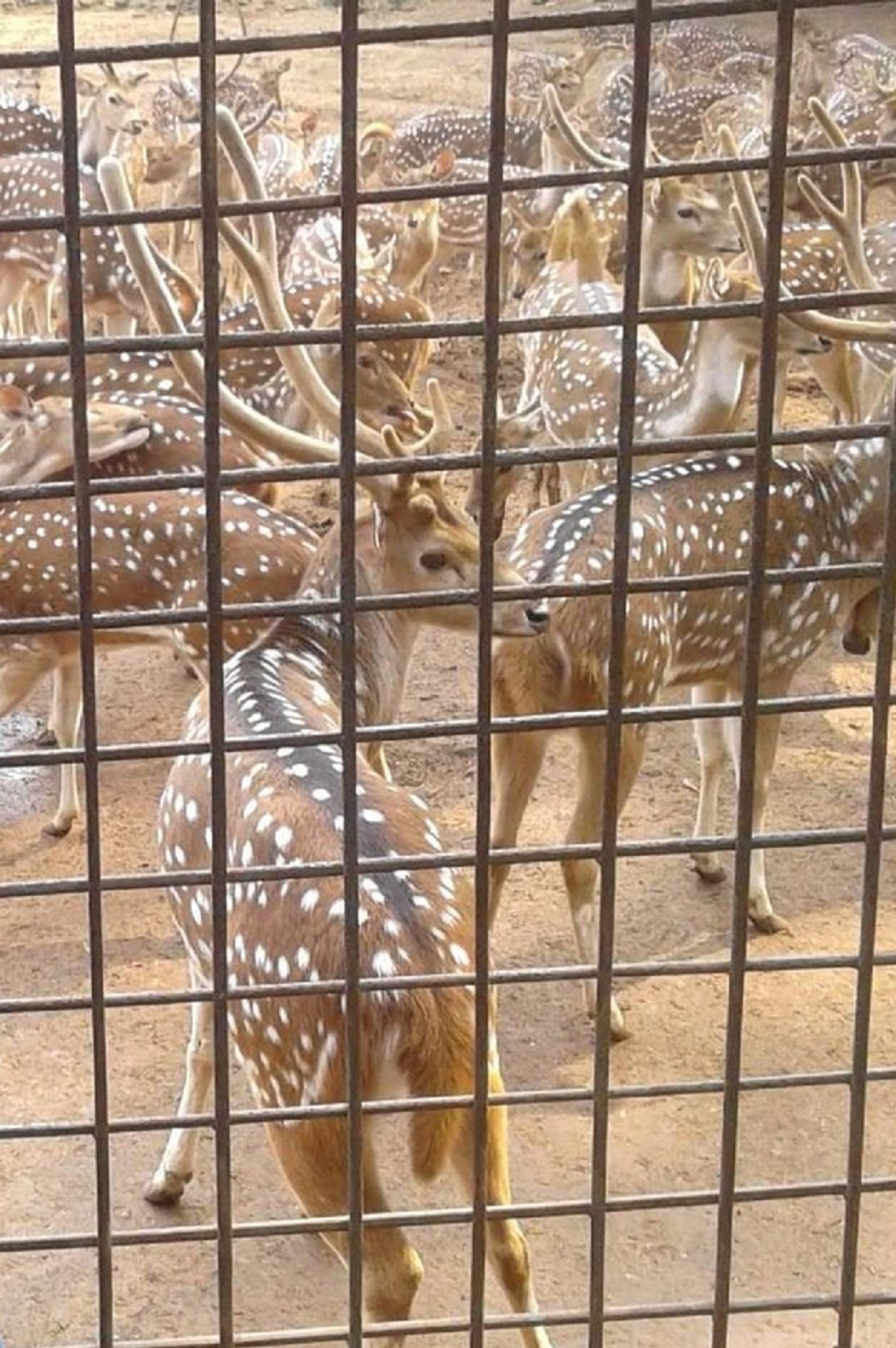 আজ বন্যপ্রাণী দিবস