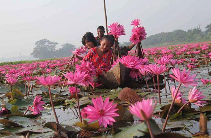 লাল শাপলার বিল