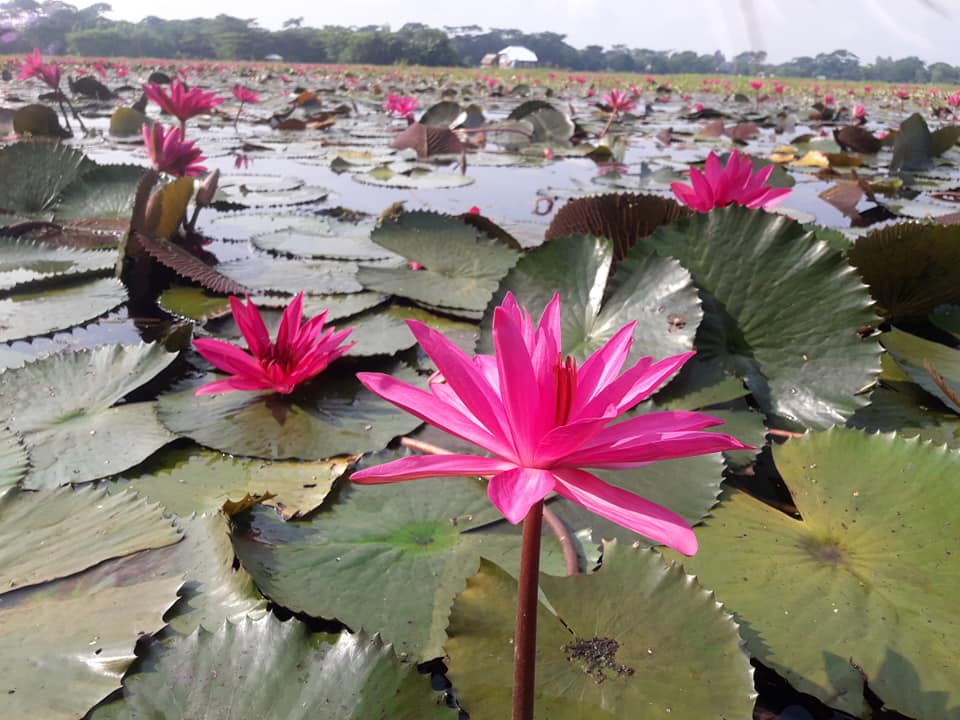 লাল শাপলার বিল