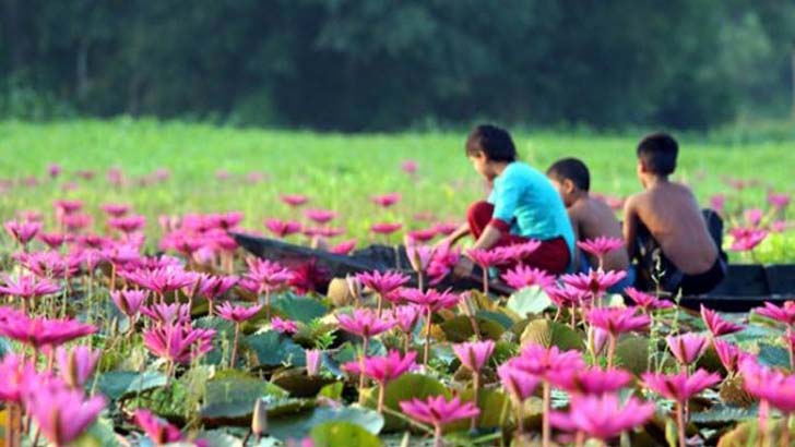 লাল শাপলার বিল