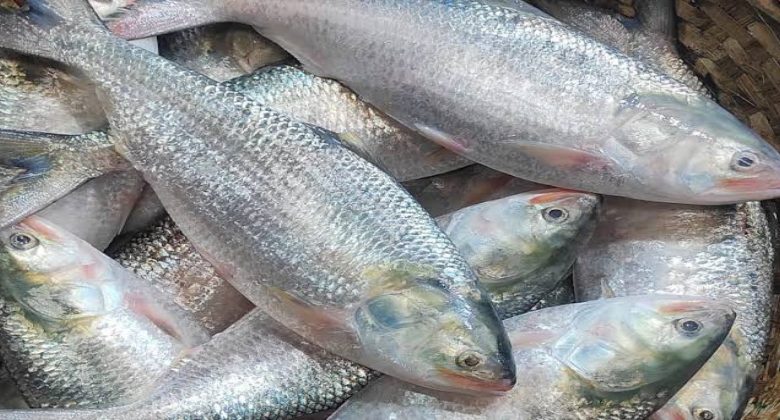 ভারতের দুর্গাপূজায় যাচ্ছে ২ হাজার ৪৫০ টন ইলিশ