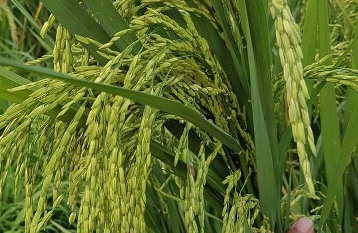 জাতীয় উৎপাদনশীলতা দিবস আজ