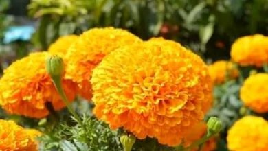 কোকিলের মায়াবী সুরে শ্যামলিমার জেগে ওঠার দিন আজ। জবুথবু শীতের আষ্টেপৃষ্ঠে বন্ধন থেকে জীর্ণতা সরিয়ে প্রকৃতির ফুলে ফুলে সেজে ওঠার দিন এই বসন্ত। সবাইকে বসন্তের শুভেচ্ছা “শুভ বসন্ত”।