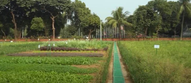 তুমি যাবে ভাই- যাবে মোর সাথে আমাদের ছোট গাঁয়, গাছের ছায়া লতায় পাতায় উদাসী বনের বায়; পুরো আঙিনাজুড়ে যেন শিল্পীর নিখুঁত হাতে আঁকা কোনো পল্লী গাঁয়ের মায়াময় ছবি। গাছের ছায়া , উদাসী হাওয়ার সেই গাঁয়ে একবার ঘুরে আসার মোহময় হাতছানি। শীষ দিয়ে উড়ে যায় উদাস পাখি কিংবা অলস দুপুরে পুকুরের পানিতে হুস করে ভেসে উঠছে রুই—কাতল, তেলাপিয়া, চিতলসহ নানা জাতের মাছ। ফসলি উঠোনে রয়েছে আবার সবজি আর ধানের আবাদ। নানা জাতের ফলের গাছে, আছে নানান জাতের ধান। হাঁস-মুরগি, কবুতর, গরু পালনের খামার। এটি‌ই তো ধনধান্য ,পুস্পে ভরা চিরায়ত বাংলার ছবি। ভাবছেন কোন সে মায়ার গ্রাম এটি? দক্ষ কৃষাণের যত্নে গড়ে উঠা এমন সমৃদ্ধ খামারটি কোথায়? এটি খোদ প্রধানমন্ত্রীরর সরকারি বাসভন গণভনের আঙিনার ছবি। বৈশ্বিক খাদ্য সংকট মোকাবেলায় দেশের জনগণকে প্রতি ইঞ্চি জমিতে আবাদ করার আহ্বান জানিয়েই ক্ষান্ত হননি প্রধানমন্ত্রী শেখ হাসিনা। তিনি নিজেও তাঁর সরকারি বাসভবন গণভবনের অব্যবহৃত প্রতি ইঞ্চি জমিকে কাজে লাগিয়েছেন। গ্রামের গেরস্ত বাড়ির মতো পুরো গণভবনকে প্রায় একটি খামার বাড়িতে পরিণত করে সৃষ্টি করেছেন বিরল উদাহরণ। গণভবনের বিশাল আঙ্গিনায় হাঁস-মুরগি, কবুতর, গরু পালনের পাশাপাশি বিভিন্ন ধরনের ধান, শাক-সবজি, ফুল-ফল, মধু ও মাছ চাষ করছেন এদেশের মাটি ও মানুষের সঙ্গে বেড়ে ওঠা বঙ্গবন্ধুকন্যা শেখ হাসিনা। তিল-সরিষার মতো পেঁয়াজও চাষ করেছেন তিনি। গণভবন সূত্র জানায়, রোববার (১৯শে ফেব্রুয়ারি) মোট চাষের প্রায় অর্ধেক জমির পেঁয়াজ কাটা হয়েছে। এতে ফলন পাওয়া গেছে ৪৬ মন। বাকি জমিতে আরও ৫০ মন এর বেশি পেঁয়াজ পাওয়া যাবে বলে জানিয়েছেন সংশ্লিষ্টরা। দেশি পেঁয়াজের বর্তমান বাজার দর ৩৫ থেকে ৪০ টাকা কেজি। এতে গণভবনে ফলন পাওয়া ৪৬ মন পেয়াজের দাম আসে আনুমানিক ৬৫ হাজার থেকে ৭৩ হাজার টাকা। ৫ জনের মধ্যবিত্ত একটি পরিবারে মাসে ৫ কেজি হিসেবে পেঁয়াজের প্রয়োজন ধরলে গণভবনে উৎপাদিত প্রায় ১০০ মন পেঁয়াজে ৭—৮’শ পরিবারের ১ মাসের পেঁয়াজের চাহিদা পূরণ হবে। করোনা মহামারী, রাশিয়া—ইউক্রেন যুদ্ধ, স্যাংশন—পাল্টা স্যাংশনে টালমাটাল বিশ্বে খাদ্য ও নিত্যপণ্যের সংকট দেখা দেওয়ার পর থেকে প্রধানমন্ত্রী শেখ হাসিনা তার প্রায় প্রতিটি বক্তব্যে খাদ্য উৎপাদন বাড়ানোর ওপর গুরুত্বারোপ করছেন। তিনি সরকারি, বেসরকারি ও দলের সকল অনুষ্ঠানে প্রতি ইঞ্চি জমিকে আবাদের আওতায় আনার আহ্বান জানিয়ে আসছেন। প্রধানমন্ত্রীর প্রেস সচিব ইহসানুল করিম গণমাধ্যমকে বলেন, প্রধানমন্ত্রী শেখ হাসিনা বৈশ্বিক খাদ্য সংকট মোকাবেলায় দেশের জনগণকে প্রতি ইঞ্চি জমিতে ফসল ফলানোর আহ্বান জানিয়ে আসছেন। এরই ধারাবাহিকতায় তিনি নিজে গণভবন আঙ্গিণার পতিত প্রতি ইঞ্চি জমিকে উৎপাদনের আওতায় এনেছেন এবং জনগনের প্রতি করা নিজের আহ্বানকে বাস্তবে রূপদান করে অনন্য দৃষ্টান্ত স্থাপন করেছেন। প্রেস সচিব বলেন, এদেশের আলো—হাওয়ায় বেড়ে ওঠা প্রধানমন্ত্রী শেখ হাসিনা সাধারণ জীবন যাপনে অভ্যস্ত। দেশের মাটি—মানুষ, কৃষির সঙ্গে মিশে আছে তাঁর প্রাণ। গণভবনে প্রধানমন্ত্রী শেখ হাসিনার এই ফসলি উঠোনে নানা ধরনের ফসলের আবাদ তারই ছোট্ট একটা দৃষ্টান্ত। ইহসানুল করিম জানান প্রতি ইঞ্চি জমিতে আবাদ করার বিষয়টি জাতির পিতা বঙ্গবন্ধু শেখ মুজিবুর রহমানের ১৯৭৪ সালের সবুজ বিপ্লবের ডাক থেকে অনুপ্রানিত হয়েছেন প্রধানমন্ত্রী। সুত্র জানায় গণভবন আঙ্গিণায় প্রধানমন্ত্রী শেখ হাসিনা বাঁশফুল, পোলাও চাল, লাল চালসহ বিভিন্ন জাতের ধান; ফুলকপি, পাতাকপি, লালশাক, পালং শাক, ধনেপাতা, গ্রাম—বাংলার জনপ্রিয় বতুয়া শাক, বরোকলি, টমেটো, লাউ, সিমসহ প্রায় সব ধরনের শীতকালীন শাক—সবজি চাষ করছেন। এছাড়া গণভবনে তিল, সরিষা, সরিষা ক্ষেতে মৌচাক পালনের মাধ্যমে মধু আহরোণ, হলুদ, মরিচ, পেঁয়াজ, তেজপাতাসহ বিভিন্ন ধরনের মশলা; আম, কাঁঠাল, কলা, লিচু, বরই, ড্রাগন, স্ট্রবেরিসহ বিভিন্ন ধরনের ফল; গোলাপ, সূর্যমুখী, গাঁদা, কৃষ্ণচুড়াসহ বিভিন্ন ধরনের ফুলেরও চাষ করছেন প্রধানমন্ত্রী। তিনি অবসর পেলেই এসব তদারকিও করেন বলে গণভবন সংশ্লিষ্টরা জানিয়েছেন। এসব ফসল ফলাতে ব্যবহার করা হয় গণভবনে গরুর খামারের গোবর থেকে উৎপাদিত জৈব সার। এছাড়াও গণভবনের আঙ্গিনায় আলাদা করে প্রধানমন্ত্রী শেখ হাসিনা গরুর খামার, দেশি হাস—মুরগী, তিথির, চীনা হাস, রাজহাস, কবুতরের খামার করেছেন। তিনি গণভবন পুকুরে চাষ করছেন রুই—কাতল, তেলাপিয়া, চিতলসহ বিভিন্ন প্রজাতির মাছ। এমনকি গণভবন পুকুরে মুক্তার চাষও করছেন শেখ হাসিনা। অবসর সময়ে গণভবনের লেকে মাছও ধরেন তিনি। গণভবন সূত্র জানায়, উৎপাদিত এসকল নিত্যপ্রয়োজনীয় দ্রব্য প্রধানমন্ত্রী শেখ হাসিনা নিজের জন্য সামান্য রেখে গণভবন কর্মচারী এবং দরিদ্র—অসহায় মানুষের মধ্যে বিলিয়ে দেন।