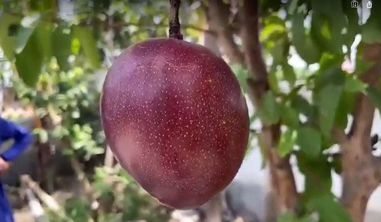 গাছের আম প্রতি কেজি তিন লাখ রুপি