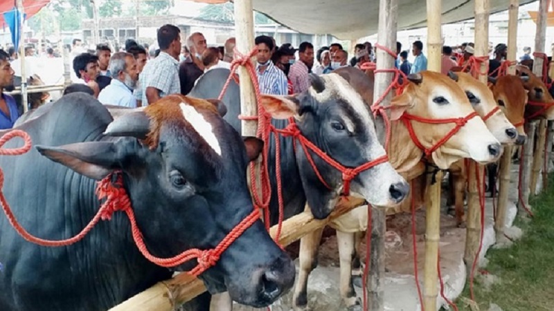 সারাদেশে এক কোটি ৪১ হাজার পশু কোরবানি