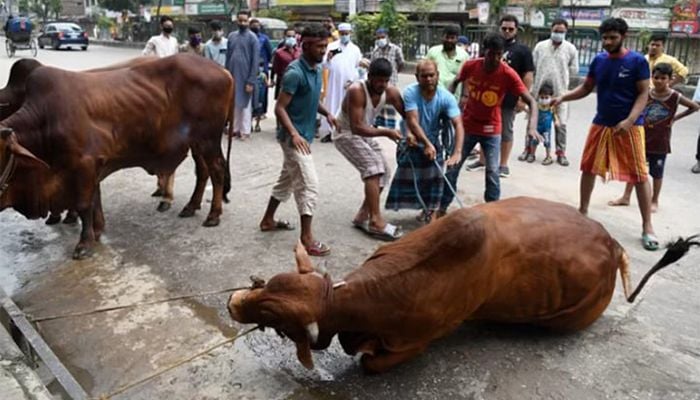 মহল্লায় মহল্লায় চলছে পশু কোরবানি