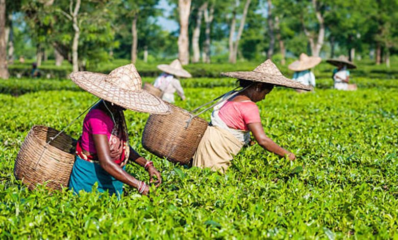 প্রথমবারের মতো দেওয়া হবে ‘জাতীয় চা পুরস্কার’