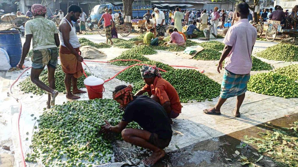 জমজমাট জলপাইয়ের হাট, দিনে ৪ লাখ টাকা বেচাকেনা