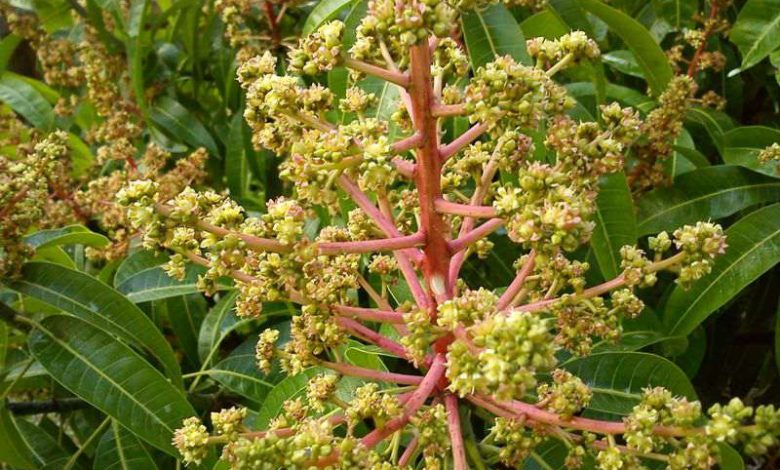 গাছে গাছে আমের মুকুল, বাম্পার ফলনের সম্ভাবনা।