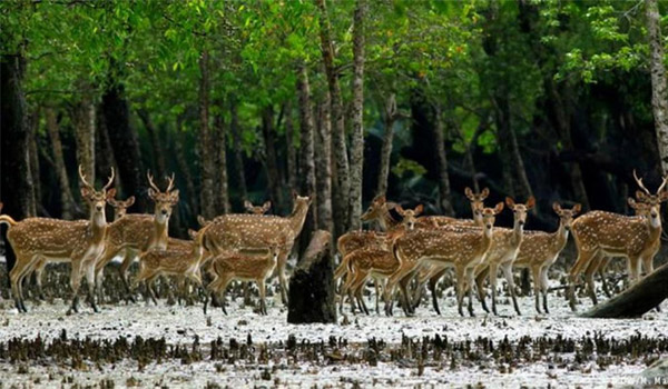 প্রাণ ও প্রকৃতির ভালোবাসায় সুন্দরবন দিবস আজ