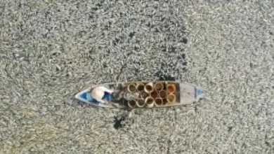 তীব্র গরমে মরে ভেসে উঠল ২০০ মেট্রিক মাছ