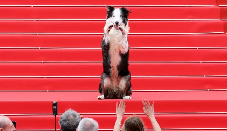 কান চলচ্চিত্র উৎসবের লাল গালিচায় কুকুর!