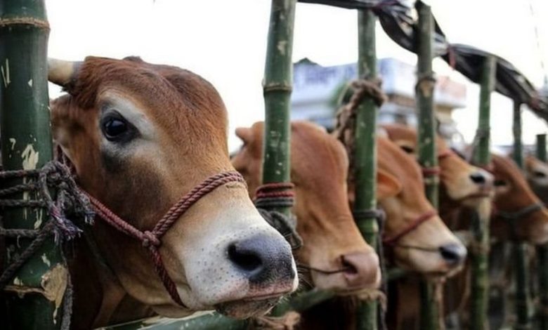 রাজধানীর কোথায় কোথায় বসবে কোরবানির পশুর হাট