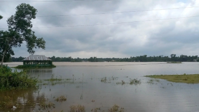 উজানের ঢল ও ভারী বর্ষণে আখাউড়ায় ২৫০ হেক্টর জমির ধান তলিয়ে গেছে