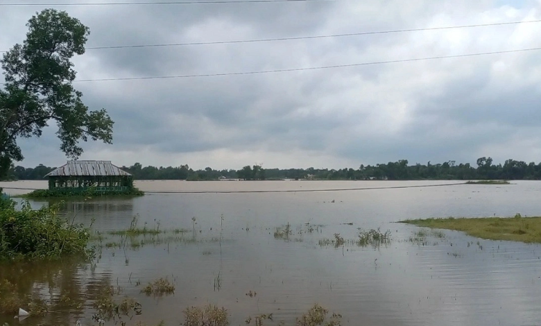 উজানের ঢল ও ভারী বর্ষণে আখাউড়ায় ২৫০ হেক্টর জমির ধান তলিয়ে গেছে