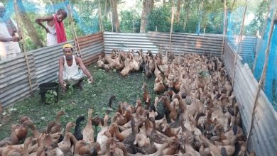 ব্রাহ্মণবাড়িয়ায় দেশীয় পদ্ধতিতে হাঁস পালনে ভাগ্য বদল মো. আব্দুল কাইয়ুম মিয়ার