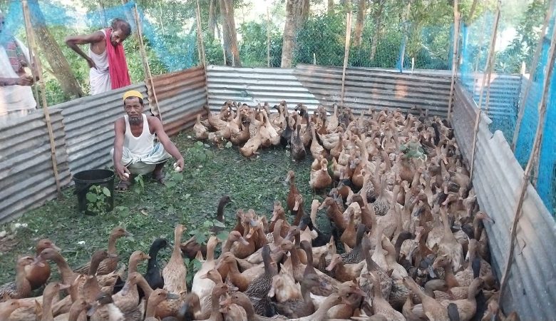 ব্রাহ্মণবাড়িয়ায় দেশীয় পদ্ধতিতে হাঁস পালনে ভাগ্য বদল মো. আব্দুল কাইয়ুম মিয়ার